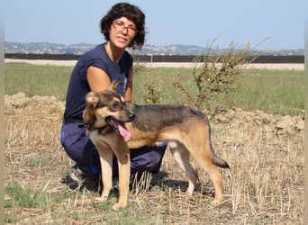 Aki - Verloren, gerettet, verlassen...