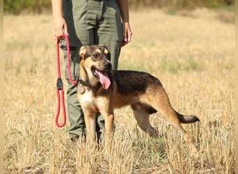 Aki - Verloren, gerettet, verlassen...