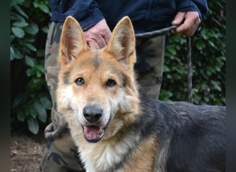 Dahira - Bis dich jemand findet