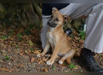 Briarose - Ein bisschen Hundekinderelternwahnsinn ?