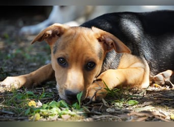 Lea -  Wenn Du mich holst, hab ich Dich lieb