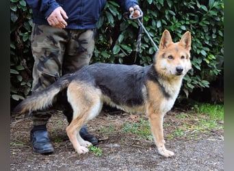 Dahira - Bis dich jemand findet