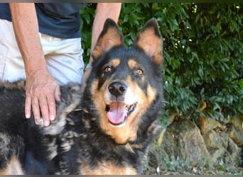 Carryllo - Der Hund eines Schäfers....