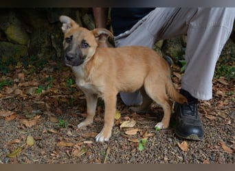 Briarose - Ein bisschen Hundekinderelternwahnsinn ?