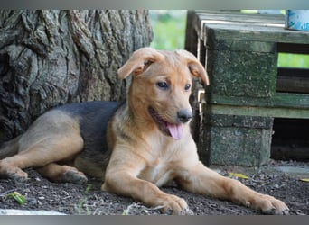 Leda -  Wenn Du mich holst, hab ich Dich lieb