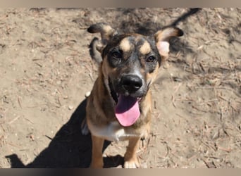 Aki - Verloren, gerettet, verlassen...