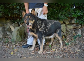 Carryllo - Der Hund eines Schäfers....