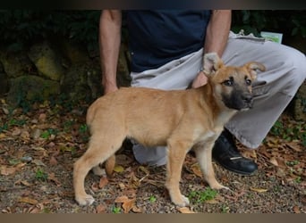 Briarose - Ein bisschen Hundekinderelternwahnsinn ?