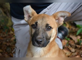 Briarose - Ein bisschen Hundekinderelternwahnsinn ?