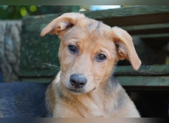 Leda -  Wenn Du mich holst, hab ich Dich lieb