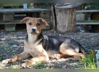 Lea -  Wenn Du mich holst, hab ich Dich lieb