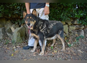 Carryllo - Der Hund eines Schäfers....