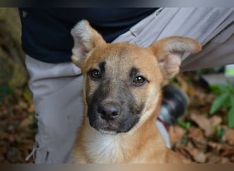 Briarose - Ein bisschen Hundekinderelternwahnsinn ?