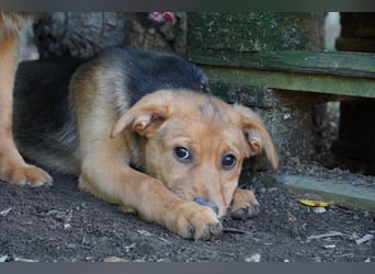 Leda -  Wenn Du mich holst, hab ich Dich lieb