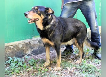 Carryllo - Der Hund eines Schäfers....
