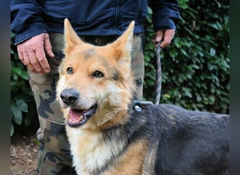 Dahira - Bis dich jemand findet