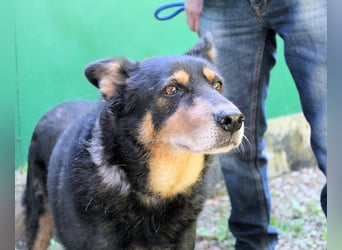 Carryllo - Der Hund eines Schäfers....