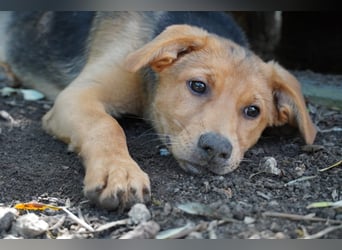 Leda -  Wenn Du mich holst, hab ich Dich lieb
