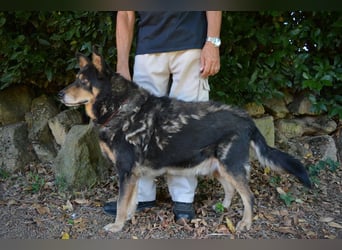 Carryllo - Der Hund eines Schäfers....