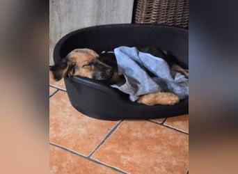 Leonilde -  Wenn Du mich holst, hab ich Dich lieb