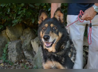 Carryllo - Der Hund eines Schäfers....