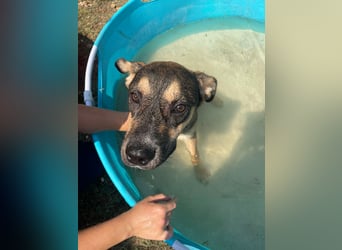 Aki - Verloren, gerettet, verlassen...