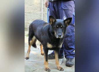 Athena - bittet um eine Chance