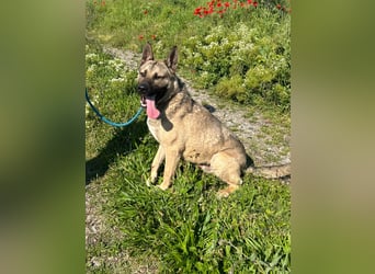 Ninjo: Fröhlicher Jungspund sucht Familie