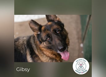 Gibsy – sucht Zuhause und  jemanden, der mit ihr um die Wette läuft