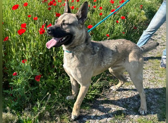 Ninjo: Fröhlicher Jungspund sucht Familie