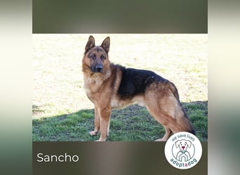 Sancho: Sucht ein erfahrenes Zuhause