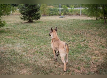 Ninjo: Fröhlicher Jungspund sucht Familie