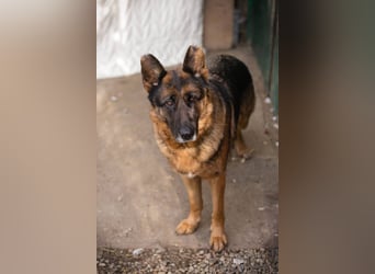 Gibsy – sucht Zuhause und  jemanden, der mit ihr um die Wette läuft