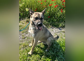 Ninjo: Fröhlicher Jungspund sucht Familie