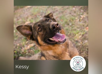 Kessy: Hübsche Schäferhündin sucht ein Zuhause