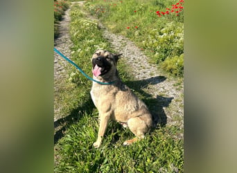 Ninjo: Fröhlicher Jungspund sucht Familie