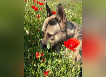 Ninjo: Fröhlicher Jungspund sucht Familie