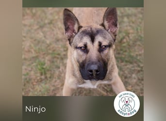 Ninjo: Fröhlicher Jungspund sucht Familie