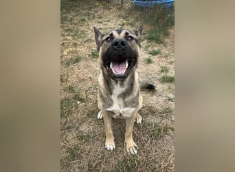 Ninjo: Fröhlicher Jungspund sucht Familie