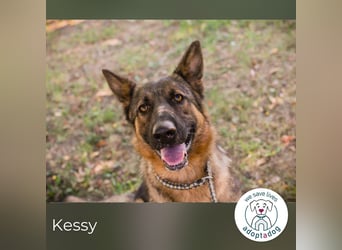 Kessy: Hübsche Schäferhündin sucht ein Zuhause