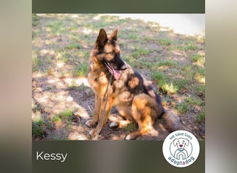 Kessy: Hübsche Schäferhündin sucht ein Zuhause