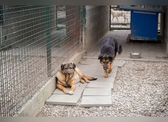 Smiley: Voller Liebe und Hoffnung