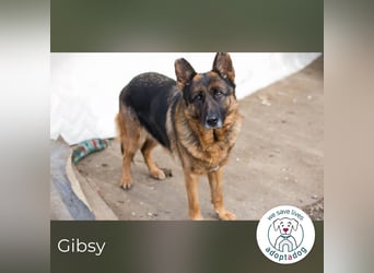 Gibsy – sucht Zuhause und  jemanden, der mit ihr um die Wette läuft
