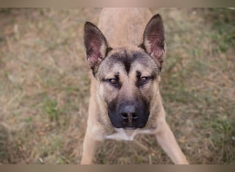 Ninjo: Fröhlicher Jungspund sucht Familie