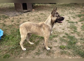 Ninjo: Fröhlicher Jungspund sucht Familie