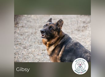 Gibsy – sucht Zuhause und  jemanden, der mit ihr um die Wette läuft