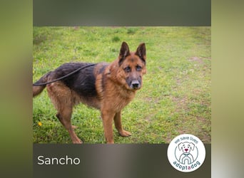 Sancho: Sucht ein erfahrenes Zuhause