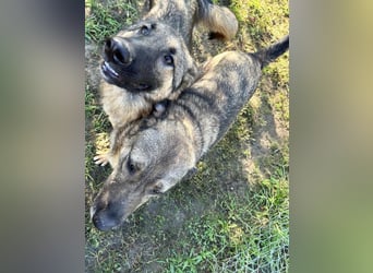 Smiley: Voller Liebe und Hoffnung