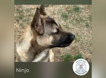 Ninjo: Fröhlicher Jungspund sucht Familie