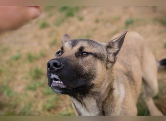 Ninjo: Fröhlicher Jungspund sucht Familie